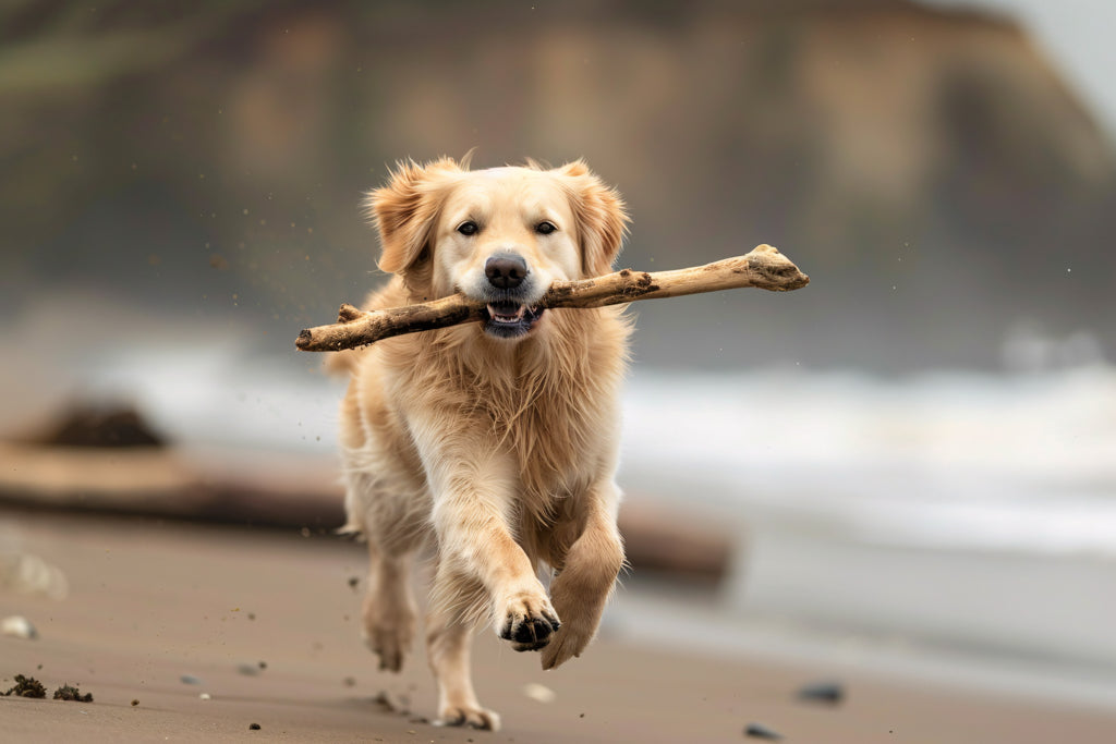 Dog Obedience Training: Real-Life Experiences – Snuggle Bones Pet