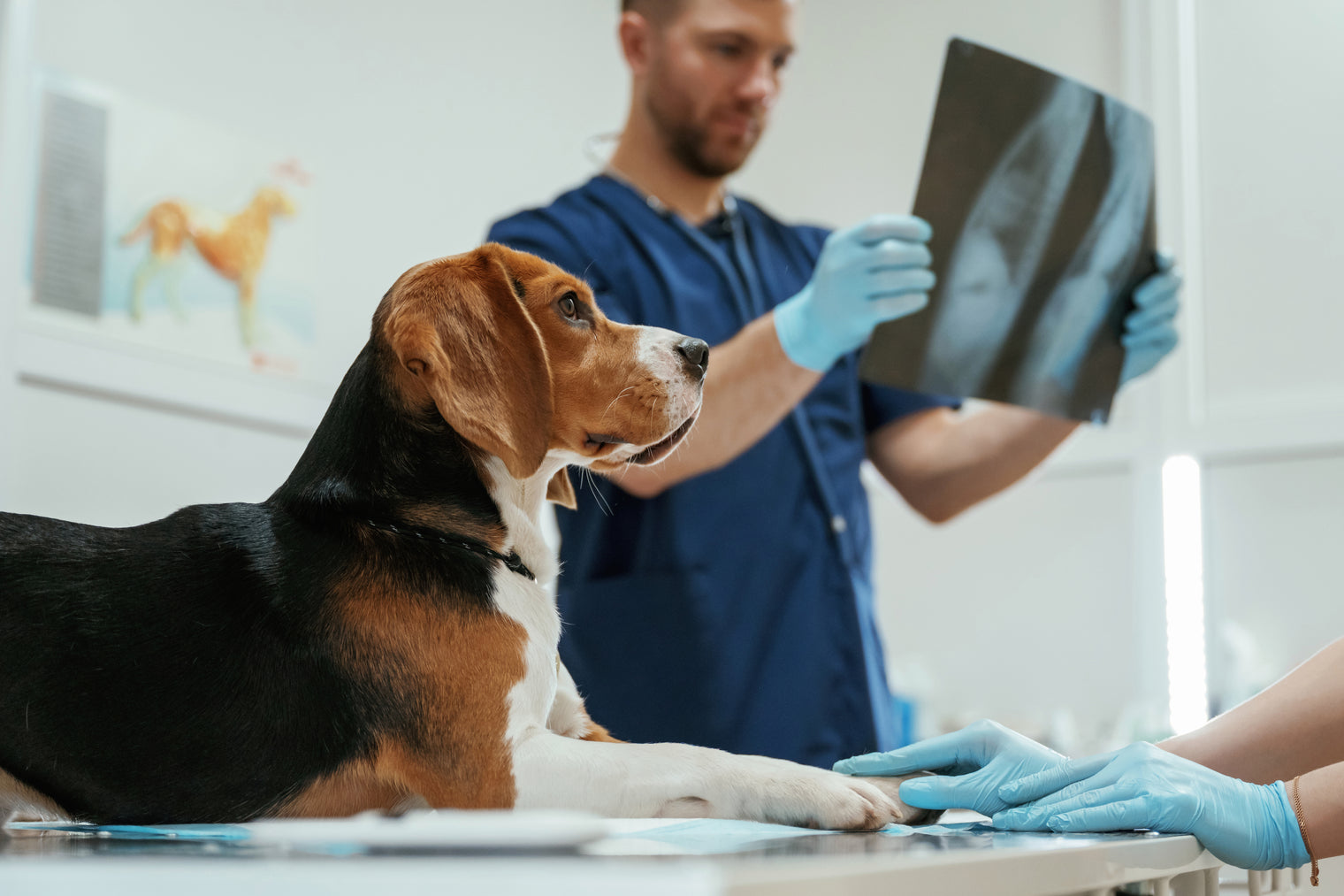 South Jordan Basic Pet Care Animal Hospital Caring For A Sick Dog